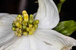 Flowering dogwood